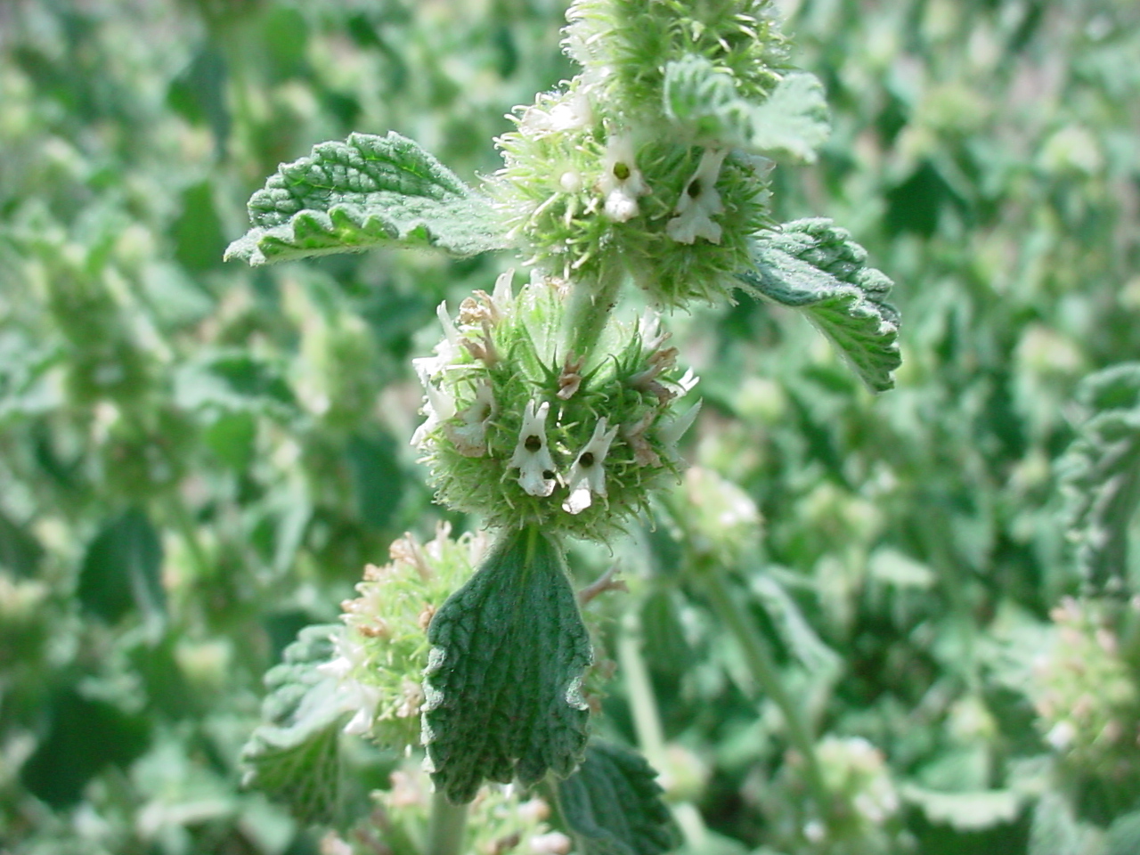 white horehound